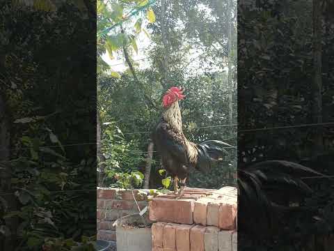 Funny Roosters Crowing And Laughing Compilation | try not to laugh#rooster #roostercrowing