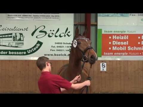 Holsteiner Stute von Quiran geb 2013