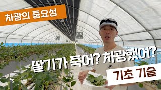 딸기 재배에 차광의 중요성 딸기가 덜 죽네