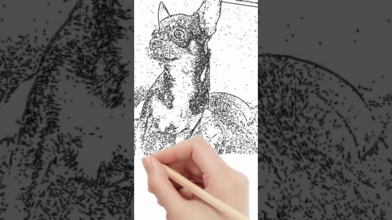 My Chihuahuas Being Sketched | Chihuahua