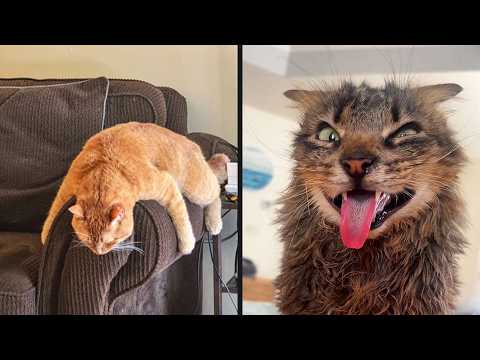 30 Minutes Of Funny Cat Videos