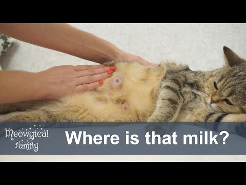 🐄 Is your cat lactating? How to increase milk supply?