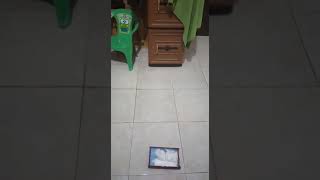Download lagu PUSAKA KANTONG MACAN mp3 Download lagu PUSAKA KANTONG MACAN mp3