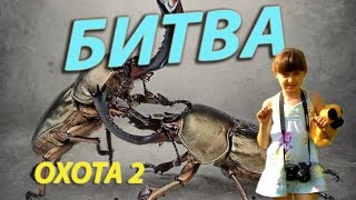 🌸БИТВА!!! ОХОТА 2🌸 Природное шоу 🌸 Жуки делят власть!!! Лучшие кадры битвы жуков 2017!!!🌸