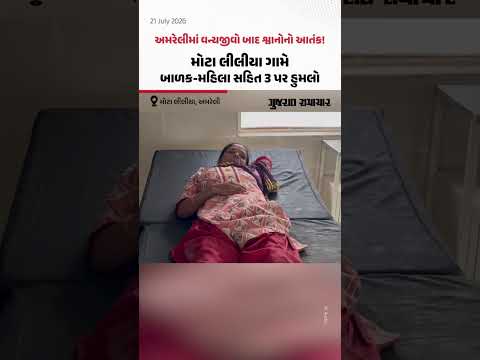 અમરેલીમાં વન્યજીવો બાદ શ્વાનોનો ત્રાસ! મોટા લીલીયા ગામે બાળક-મહિલા સહિત 3 પર હુમલો અમરેલીમાં વન્યજીવો બાદ શ્વાનોનો ત્રાસ! મોટા લીલીયા ગામે બાળક-મહિલા સહિત 3 પર હુમલો