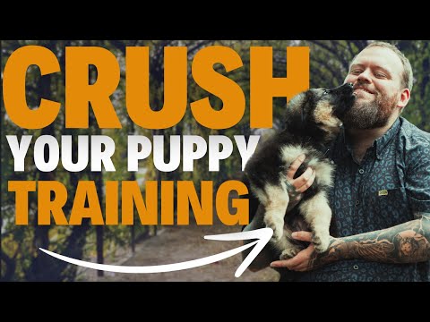 PUPPY TRAINING MASTERCLASS - Reggie Diary Week 1
