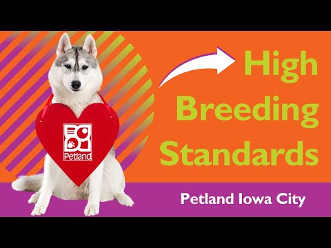 Petland Iowa City Has High Breeder Standards