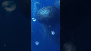 Download lagu ubur ubur raksasa #shorts #ocean #jellyfish  #fish mp3 Download lagu ubur ubur raksasa #shorts #ocean #jellyfish  #fish mp3