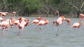 preview picture of video '(2) Santuario de Fauna y Flora los Flamencos (La Guajira)'