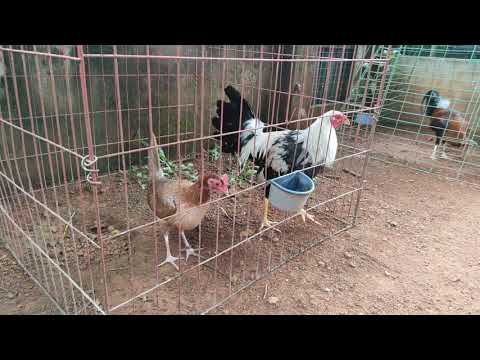 Sweater grey cross claret