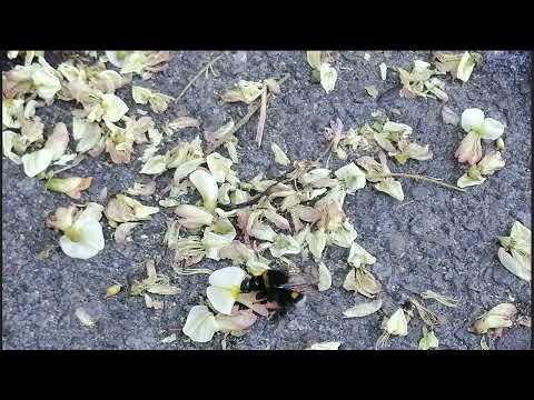 Nikolai Rimsky Korsakov - The flight of the bumble bee 15 min