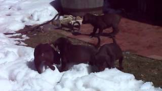 preview picture of video 'Labmaraner Puppies Born March 7, 2013'