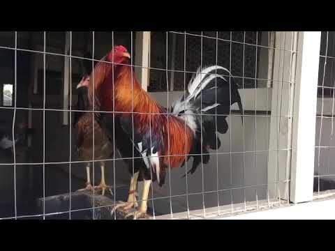 Sweater Broodcock by Thundervalley GameFarm (Semental Sweater) Granja Thundervalley Texas