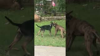Video preview image #1 Catahoula Leopard Dog-Holland Shepherd Mix Puppy For Sale in McKinney, TX, USA