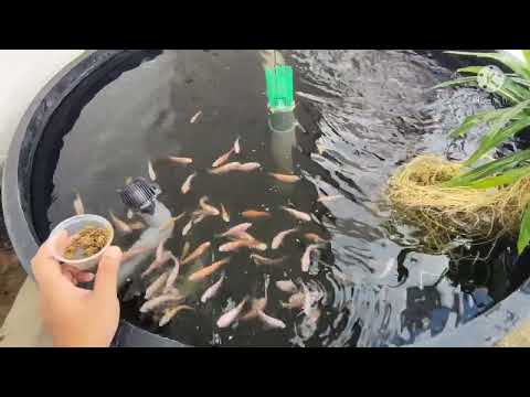 talapia merah 7hari dalam poly tank n70 - abdul mateen bg makan daun kat ikan... update 27/2/2022...