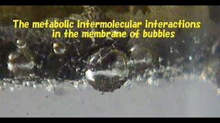 The metabolic intermolecular interactions in the membrane of bubble  [気泡の膜の新陳代謝的な分子間相互作用]