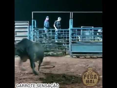 TREINO NA CIA DE RODEIO PEGA MAL ( TREINO NOS GARROTES PROMESSAS)