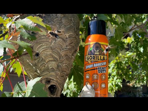 Gorilla glue spray adhesive vs Hornet nest can it reduce swarming