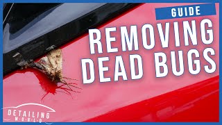 How To Safely Remove Bugs From Your Car - The Easy Way!