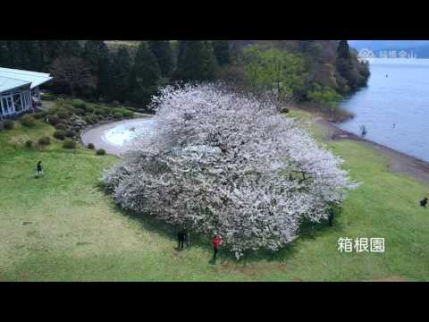 箱根園の大島桜