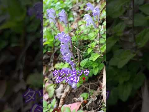 紫色の粉塵 植物