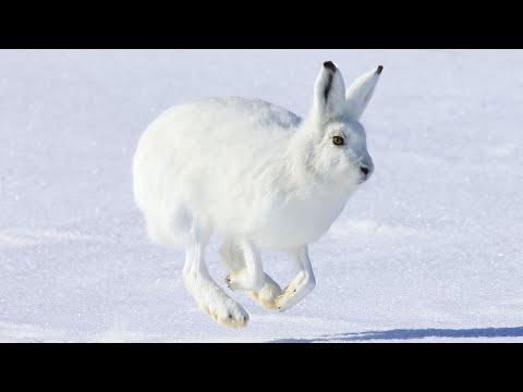 Arctic Hare 🐰 The Cutest Snowball of The Arctic!