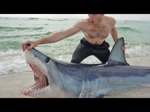 Store hajer fra sandstranden