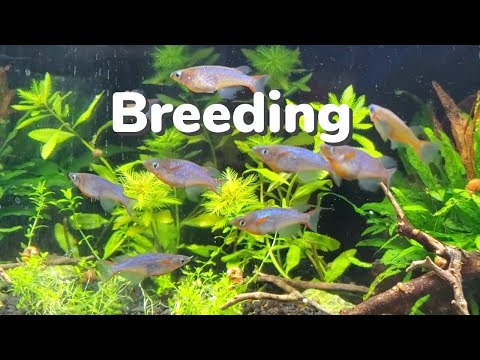 How to Breed Blue Daisy's Rice Fish: Lots of Fry!