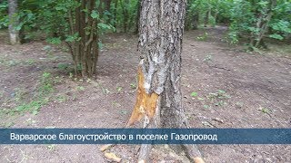 Варварское благоустройство в лесной зоне в Газопроводе