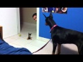 Funny scared doberman 