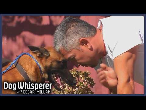 Belgian Malnois is Scared To Death Of People | Dog Whisperer With Cesar Millan