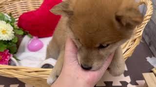 柴犬の動画01