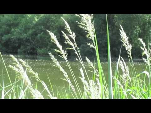 Sommer am Main (Würzburg)