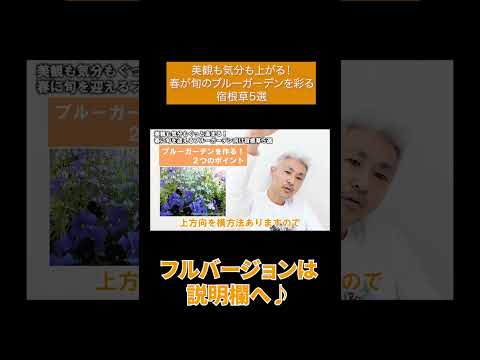 青い花、多年草、岩、ユリ、ナイル川、ネイティブアフリカ、剣の形
