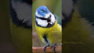 Download lagu Eurasion Blue Tit Singing  Wincent   CpxrV #bird #nature #wildlife mp3