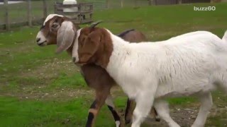 Seeing eye goat is inseparable from his blind best friend