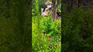 Noah and Adam enjoying 🦋garden. #noah #adam #butterfly #butterflygarden