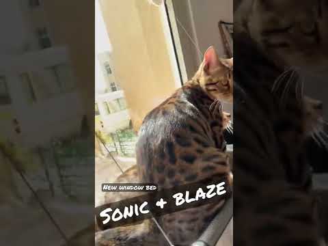 My Cats new Awesome Window bed
