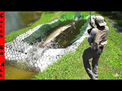 MY GIANT PETS Final BATTLE vs The INVASIVE TERROR FISH!