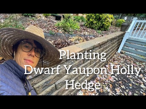 Planting a dwarf Yaupon holly hedge to prevent kids from jumping off of the retaining wall