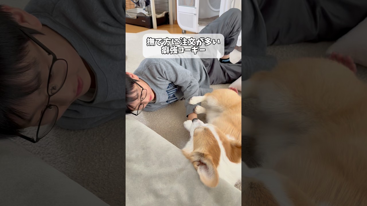 撫で方に注文が多いコーギーなつ子🦊#コーギー #corgi #dog #コーギー多頭飼い #犬のいる暮らし