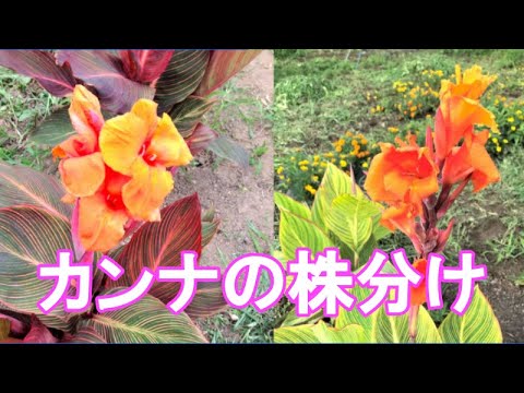 園芸 カンナ、ハイブリッドバリジャー、ガーデンカンナ