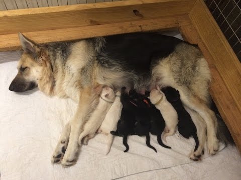 Sam & Mosin's Litter