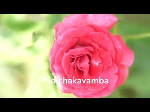 Best Masinire - Kambo Kerudo