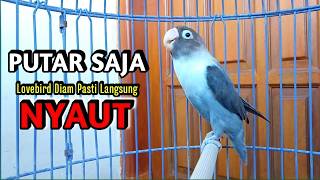 Download lagu Lovebird Ngekek Panjang PINTAR Memancing BUNYI, PUTARKAN SAJA Pasti Langsung NYAUT mp3