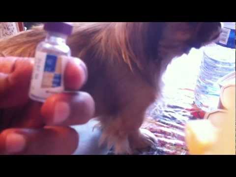 comment prendre température cochon d'inde