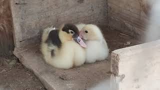 Eles fazem quase TUDO Juntos. O elo de companheirismo entre os Patinhos! - ( Parte 2 )