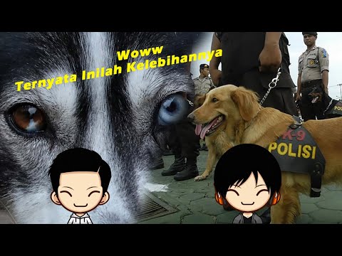 Ternyata Inilah Beberapa Kelebihan Dari Seekor Anjing Yang Belum Kita Ketahui - KELAS INFO