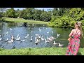 Seagull Mayhem