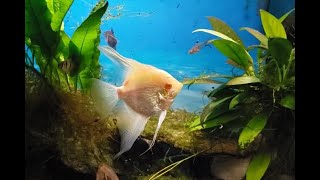 Angelfish Tank "Before and After" water Change